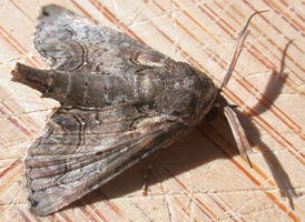 Large Paectes